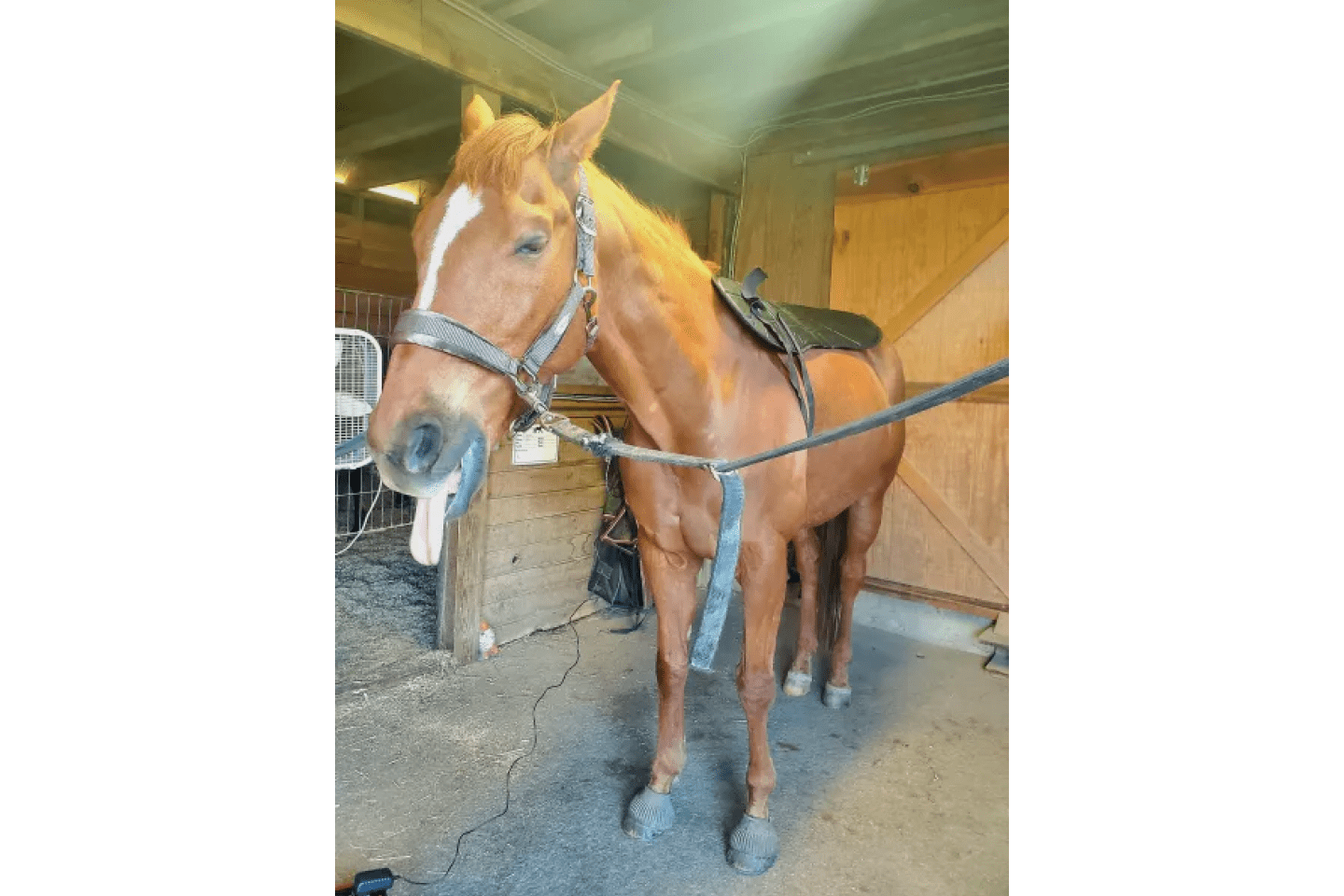 OMI PEMF Full Equine Package: Blanket, Shoulder Band, Neck Wrap, Rear Leg Wrap, Front Leg Wrap